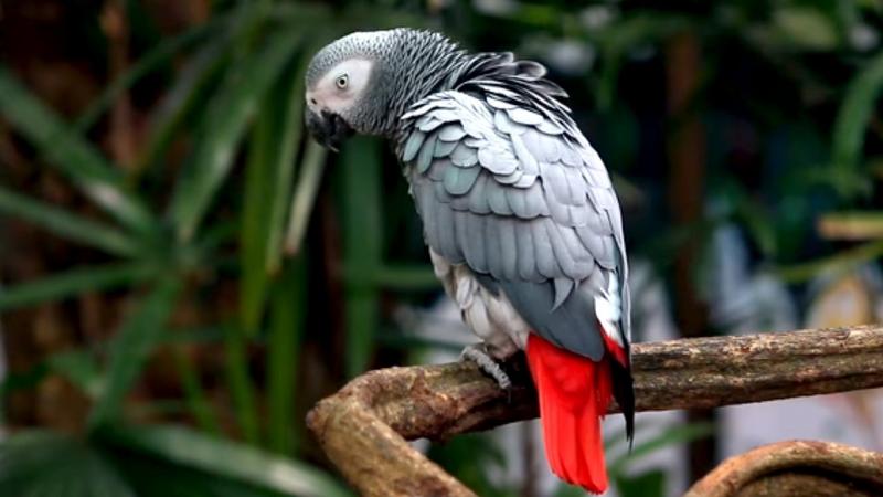 Most Beautiful Parrots in the World 
